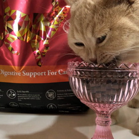 ブラバンソンヌをモグモグ食べるみかんちゃんの画像