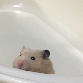 じたばた！の画像