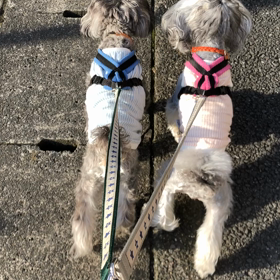 ロークのその後と髭犬祭からちょこっとお知らせの画像