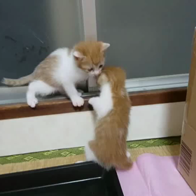 アンジュ親子☺️の画像