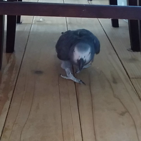 猫になったヨウムの画像