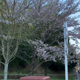 この前の声付き動画を編集してみました。の画像