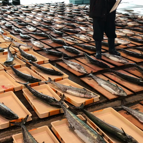 豊浜朝市の様子！鰆が豊漁！の画像