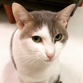 優しい性格のしじみくんの画像