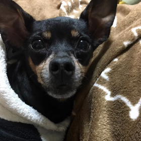 チップの くたびれつぶやきの画像