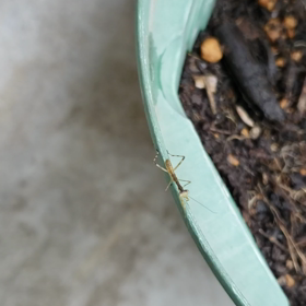 カマキリさんの画像