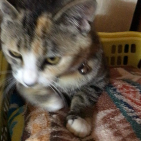 朝からゴロゴロ、エイミーちゃんの画像