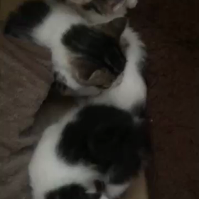 この子猫たちの無事を祈ってます…の画像