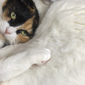 変わらない日常の幸せの画像