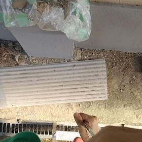 つばめの観察日記32日目(^-^)追記1の画像