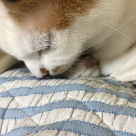 ハナちゃん一生懸命(*^^*)の画像