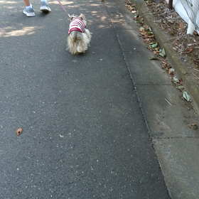 連続投稿、今日も歩いてるの画像