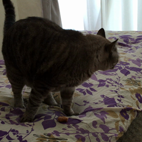 夜海の証明の画像