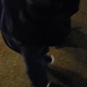 今日の散歩の画像