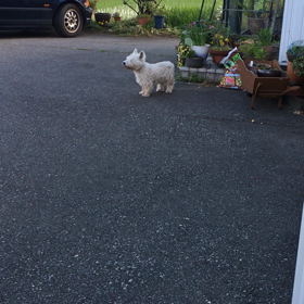 昨日の朝の風太の画像