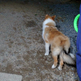 ラフ・コリー出来たぁ〜の画像