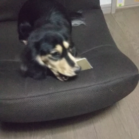 今日のはなちゃん540、モモちゃん496の画像