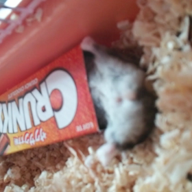 一人遊びのハムその２！再放送の画像