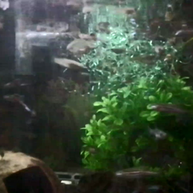 グッピーたくさんの画像