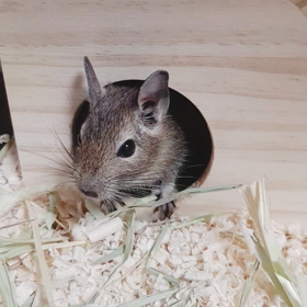 (079)今日のアンジェラ　おやつに感動顔編の画像