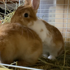 おもしろ親子の画像