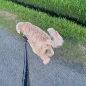 早朝散歩の画像