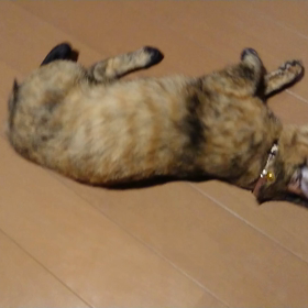 今日のネコちゃんの画像