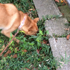 ケリ散歩53 ＊ヘビとライブと私＊の画像