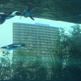 空飛ぶペンギンの画像