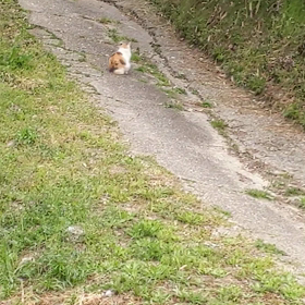 猫(ΦωΦ)の画像