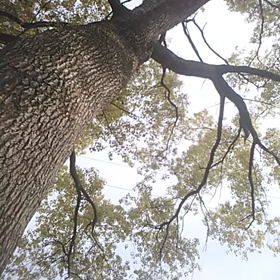 半音下げチューニングの画像