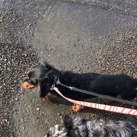 ♪お散歩動画♪お台場海浜公園♪の画像