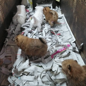 ポメラニアンとウエスティー！の画像