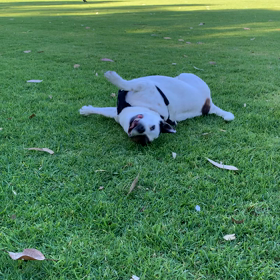 回転レシーブの画像