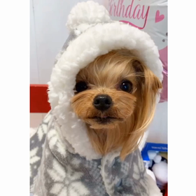 ぬくぬくでち！の画像