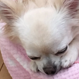 お散歩行きたいなーの画像