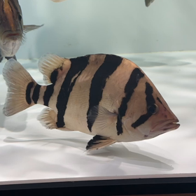買い取りリアルそれぞれ売約！！の画像