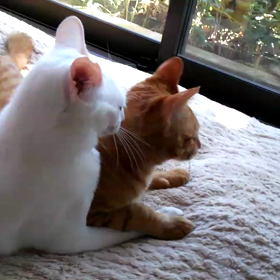 仲良しさんの画像