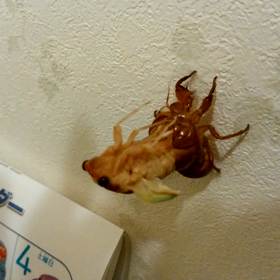 夏休み～せみの画像