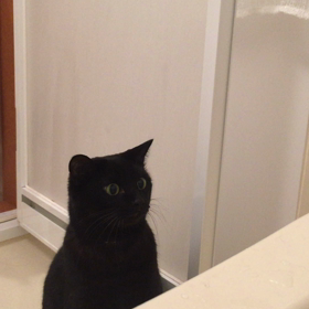 洗面器にキレる猫の画像