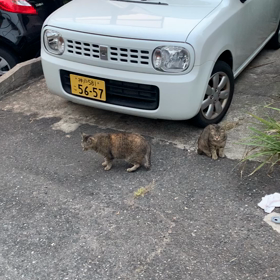 猫軍団　みなしごくーちゃん　魔女っ子メグちゃん狂暴の画像