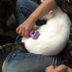 ブラッシングタイム〜白さん編の画像