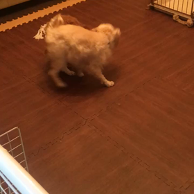 多頭飼いプロレス〜movie〜の画像