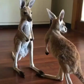 癒されたの画像