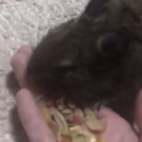 にゃかにゃか    おいしいにゃの画像