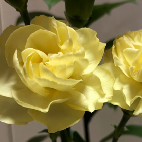 5/9の気になるMovieの画像