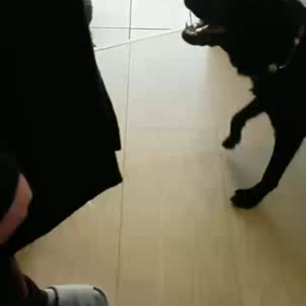 ラブラドールvsビーグルの画像