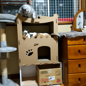 遊び相手の画像