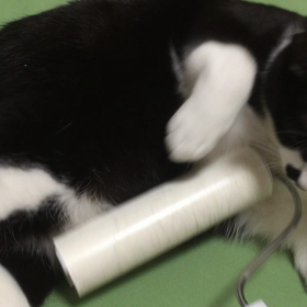 おなかもコロコロの画像