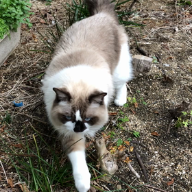 Mariah Carey - All I Want For Christmas Is Youの画像